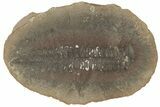 Fossil Fern (Pecopteris) Nodule Pos/Neg - Mazon Creek #184643-2